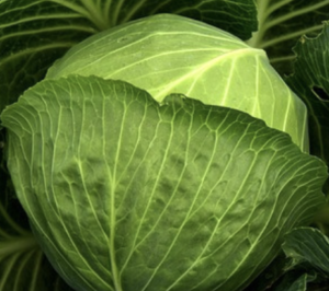 Best Food For Kidney Health: Cabbage